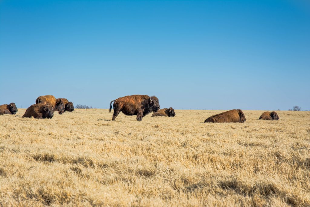 Bison on the plains