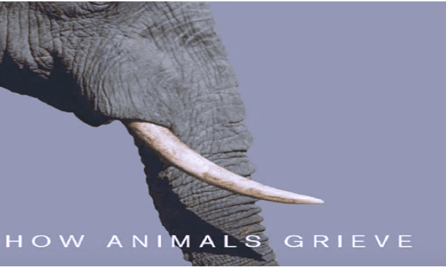How Animals Grieve